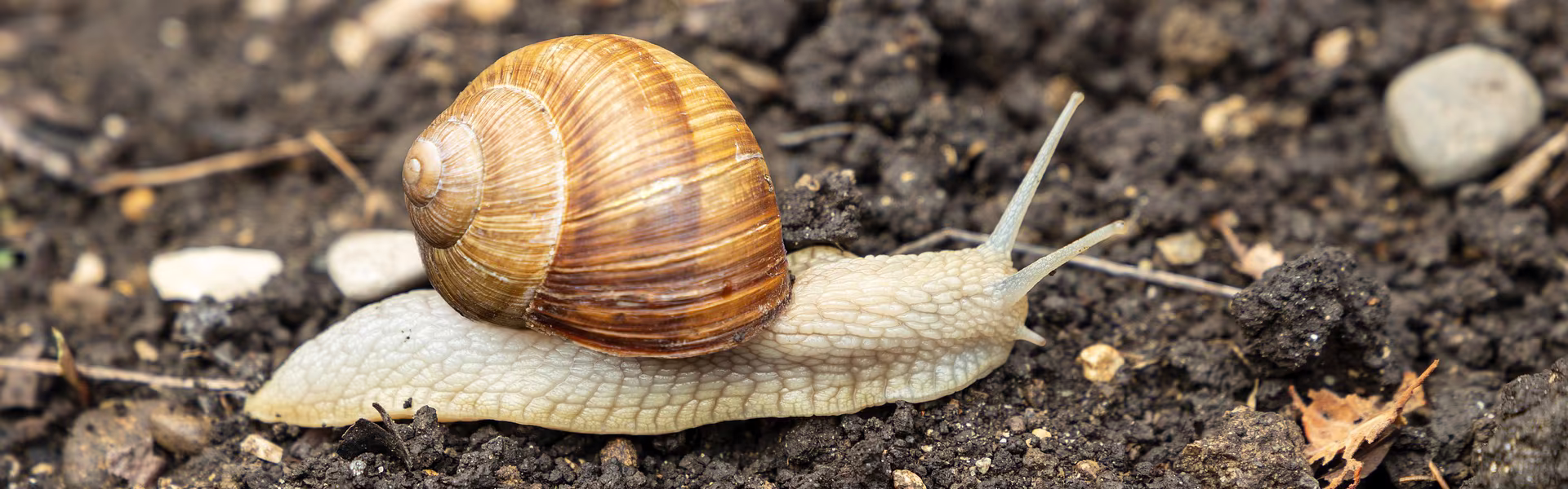 Snails