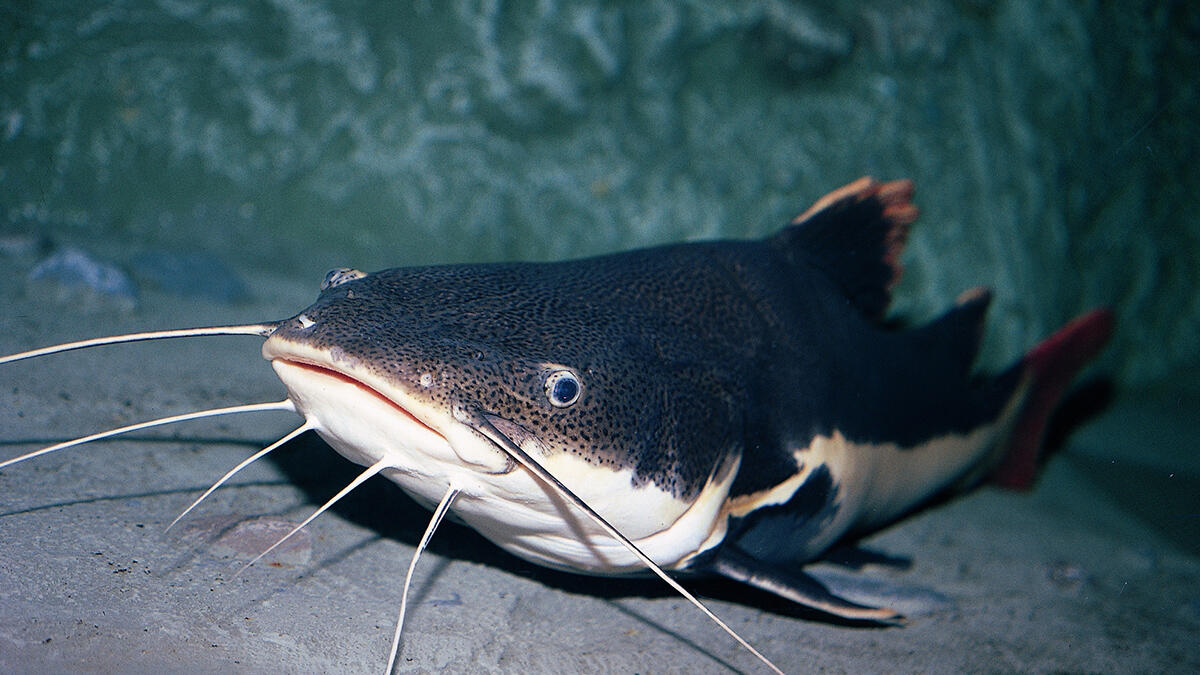 Catfish
