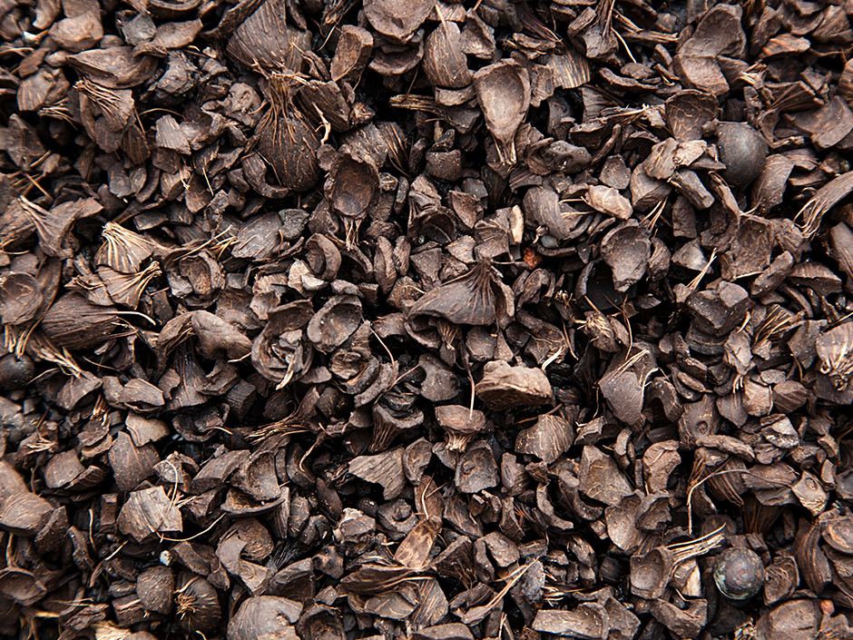 Palm Kernel