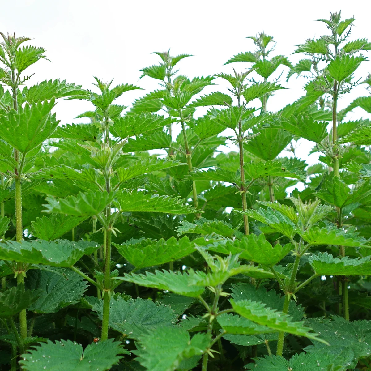 Stinging Nettle Leaves