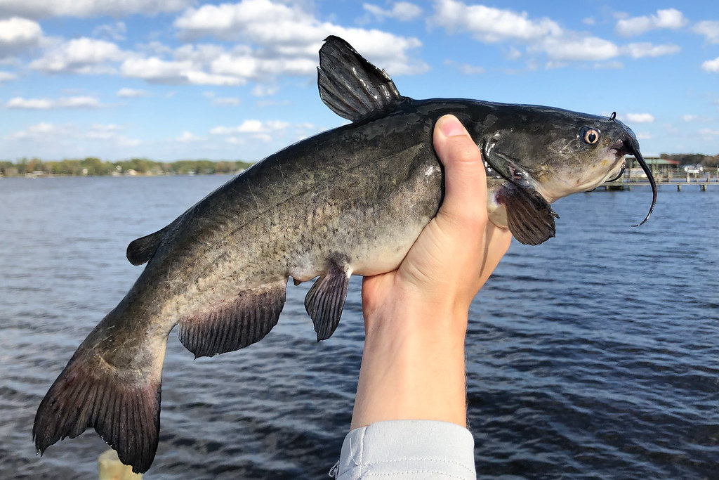 Catfish