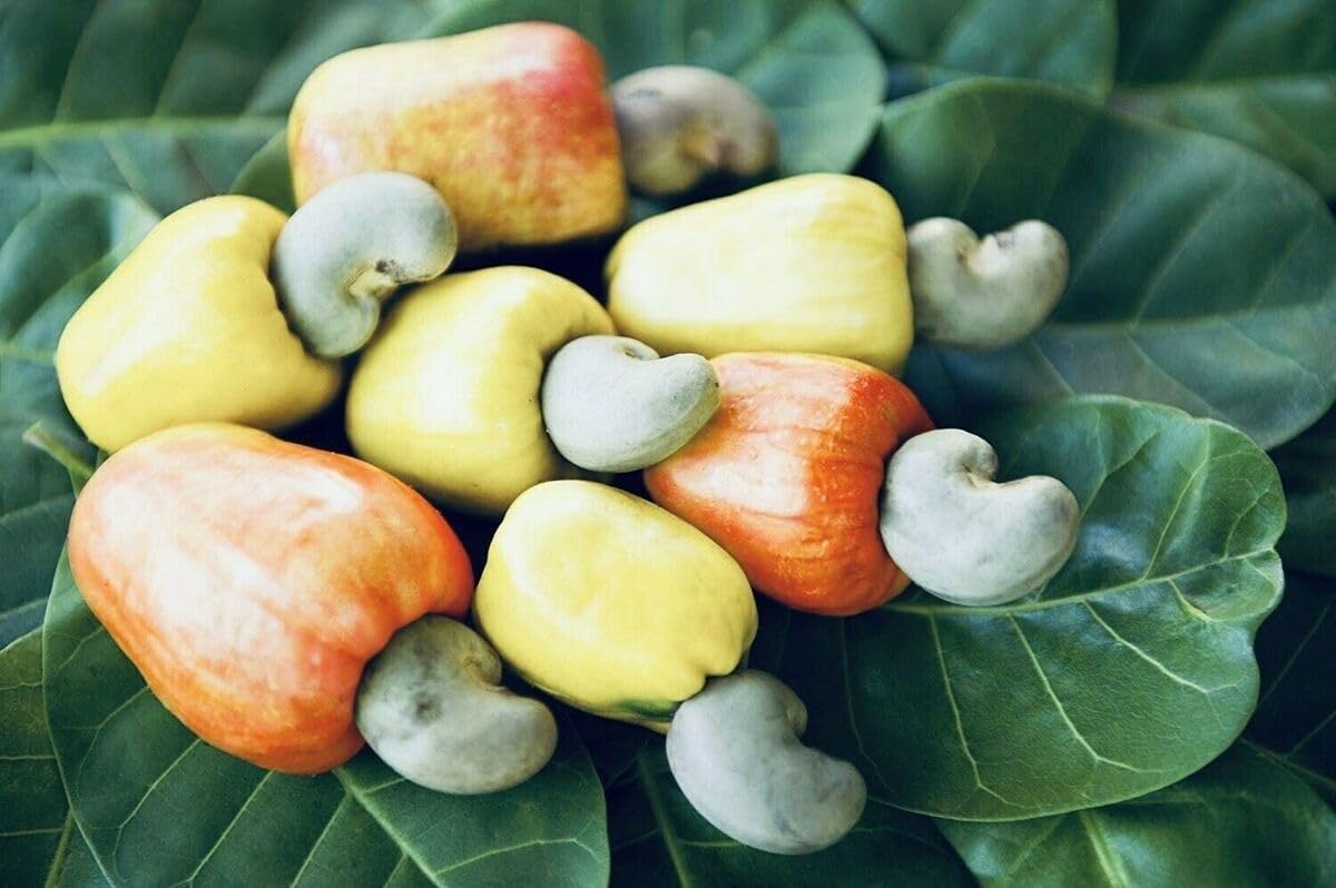 Raw cashew nuts