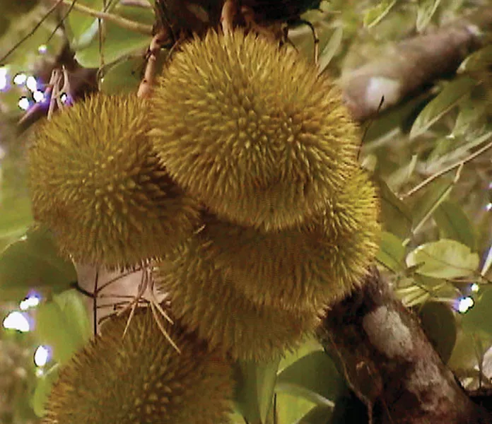 Durian