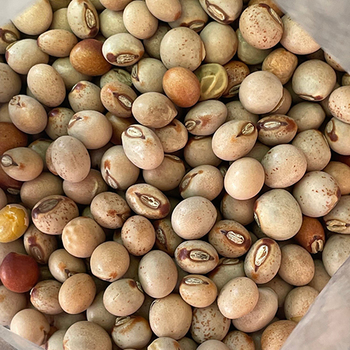Pigeon Peas