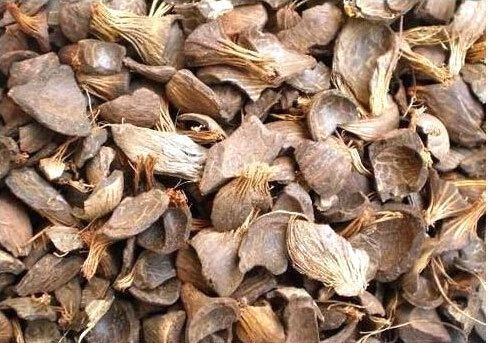 Palm Kernel