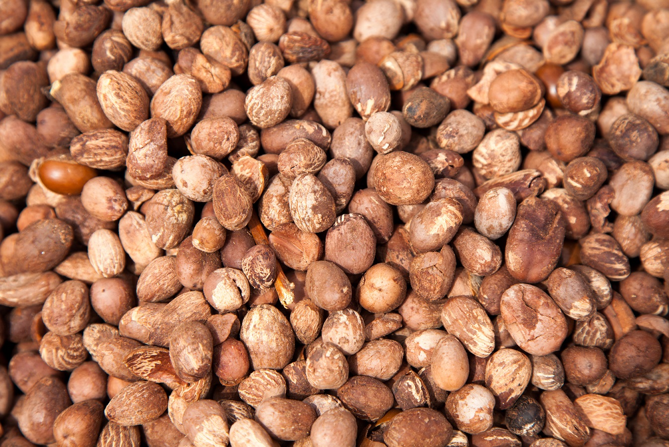 Kola nut