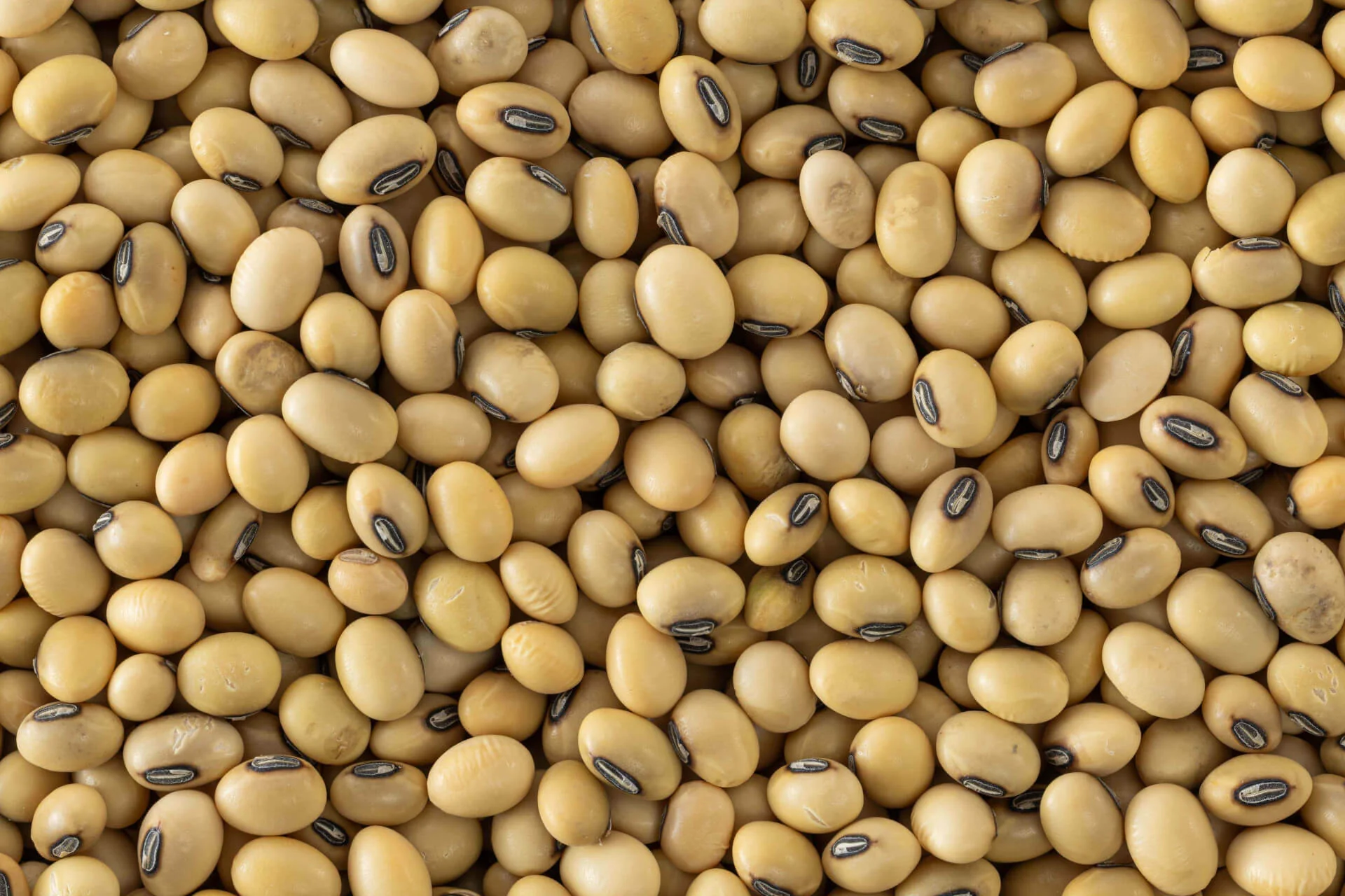 Soyabean