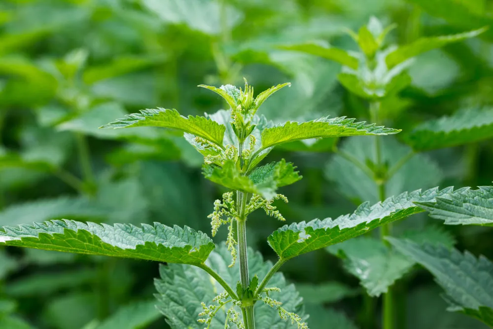 Stinging Nettle Leaves