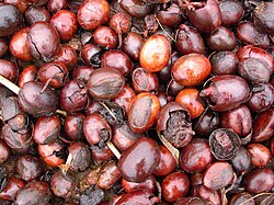 Shea Nut