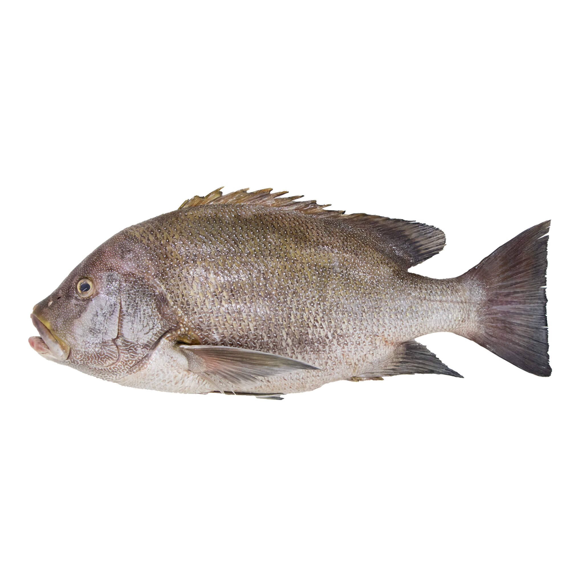 Grouper fish