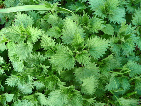 Stinging Nettle Leaves