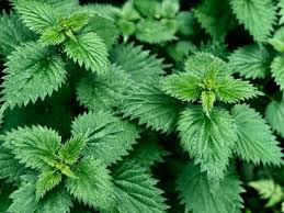 Stinging Nettle Leaves