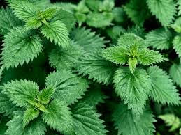 Stinging Nettle Leaves