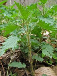 Stinging Nettle Leaves