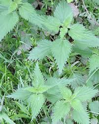 Stinging Nettle Leaves