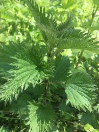 Stinging Nettle Leaves