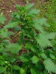 Stinging Nettle Leaves