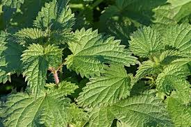 Stinging Nettle Leaves