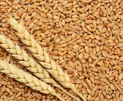 Wheat