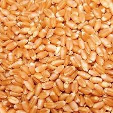 Wheat