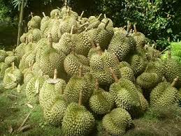 Durian