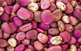 Kola nut