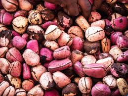 Kola nut