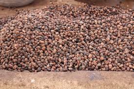 Shea Nut