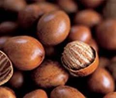 Shea Nut