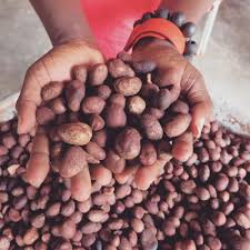 Shea Nut