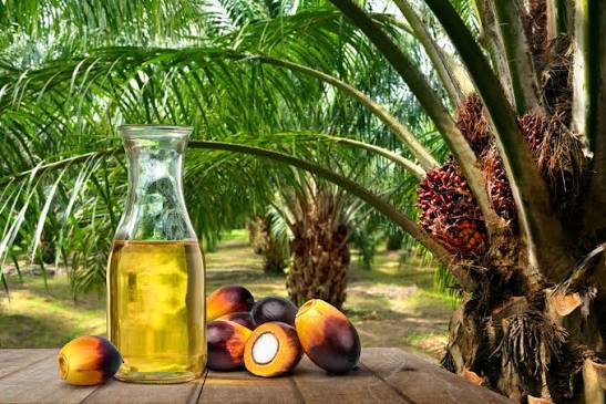 Palm Oil