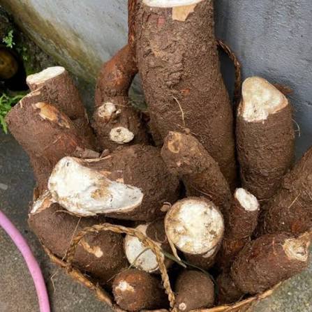 Cassava
