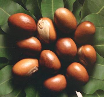 Shea Nut