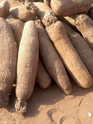Yam