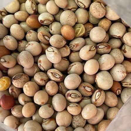 Pigeon Peas