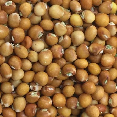 Pigeon Peas