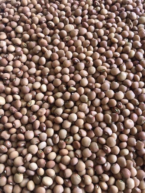 Pigeon Peas