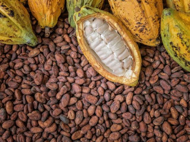 Cocoa Beans, Cocoa Liquor, Cocoa Powder
