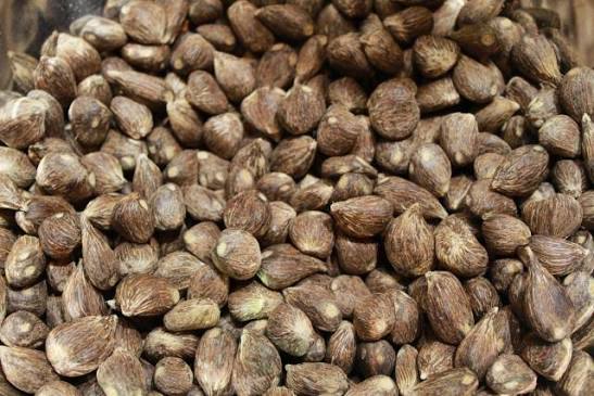 Palm Kernel