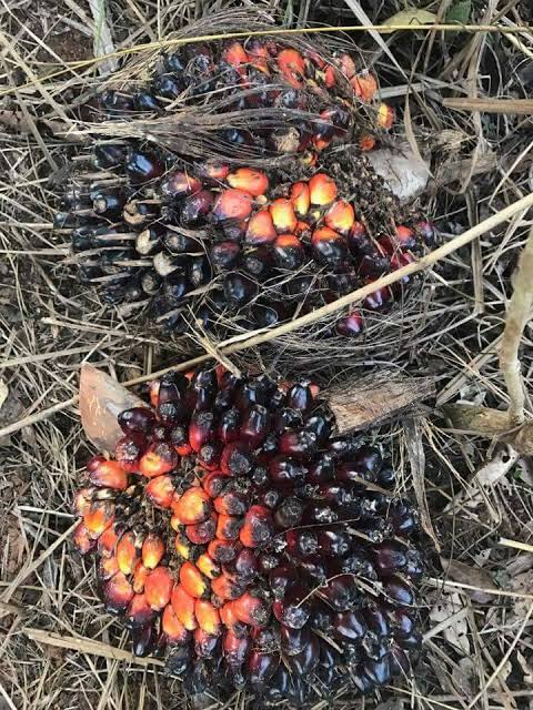 Palm Kernel