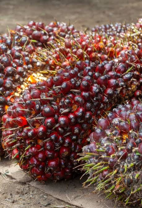 Palm Kernel