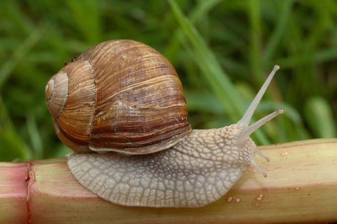 Snails