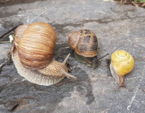 Snails