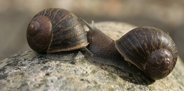 Snails