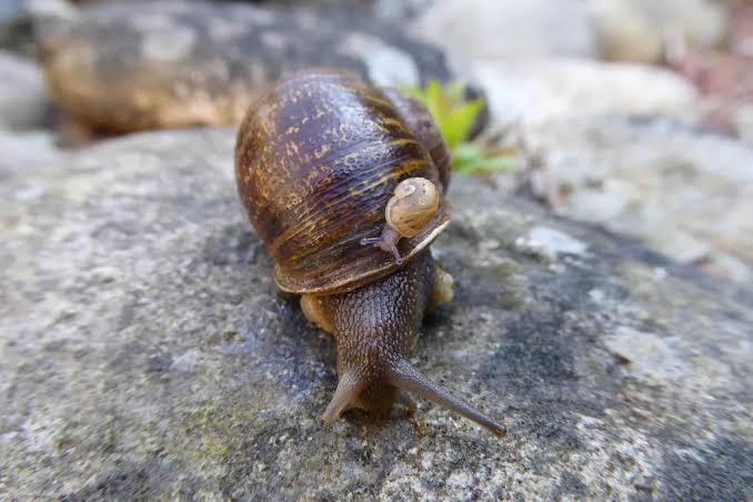 Snails