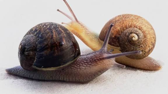 Snail