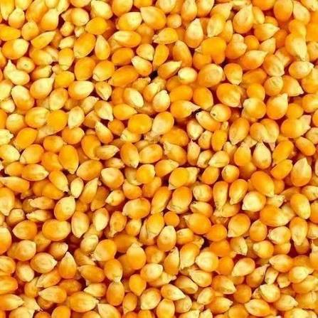 Yellow Maize / Corn