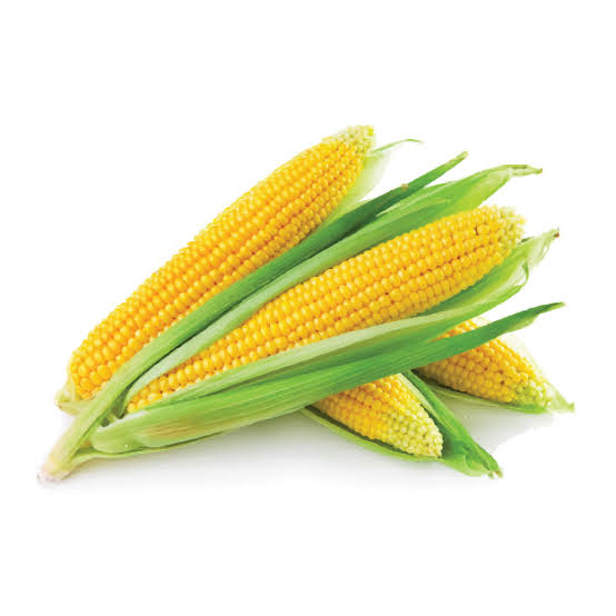Yellow Maize / Corn
