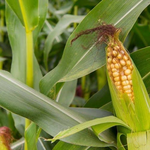 Yellow Maize / Corn