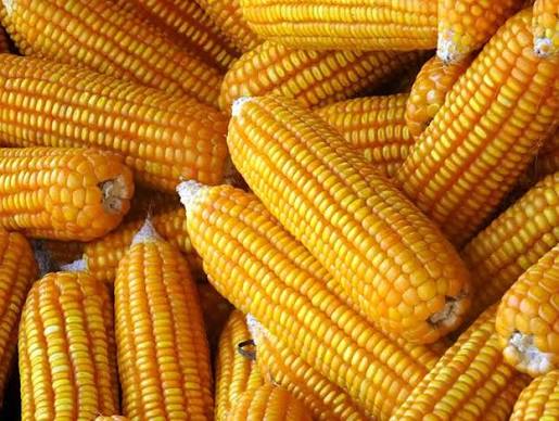 Yellow Maize / Corn